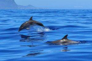 Un dauphin retrouvé échoué à Hammam Lif… Est-ce un phénomène naturel ?