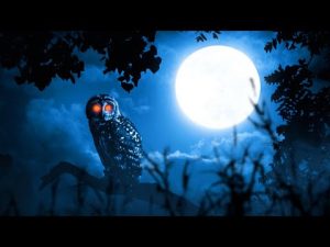 La chouette : l’ingénierie du silence et la gardienne des secrets de la nuit