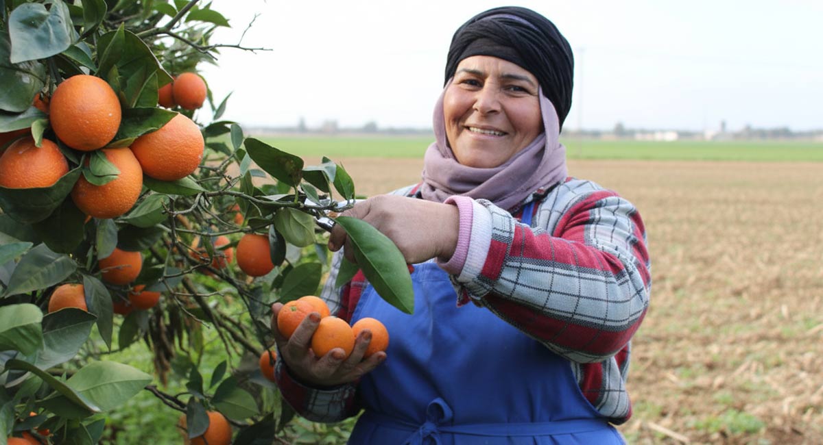 oranges-Maltaises
