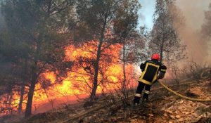 Incendies de forêts en Tunisie : près de 70 000 hectares détruits depuis 2011, nouvelles mesures de prévention