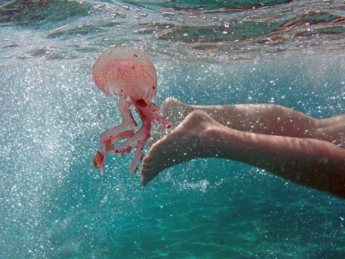 danger-meduses