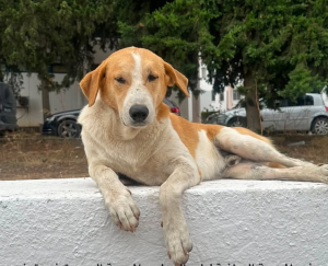 Drame à l’ENMV : la mort de trois chiens bouleverse les futurs vétérinaires