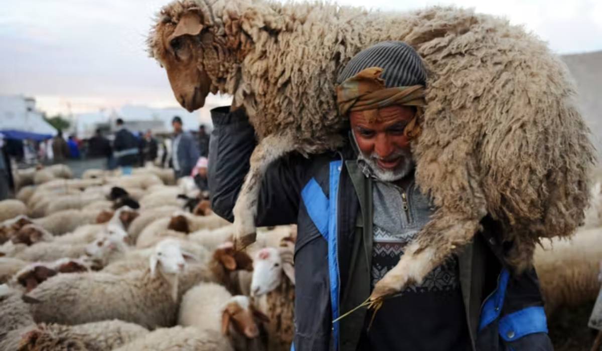 eid adha mouton
