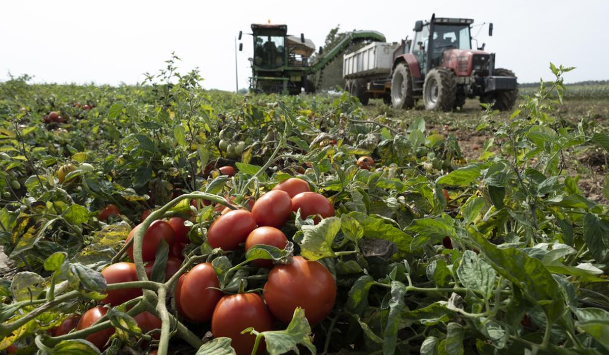recolte-tomates