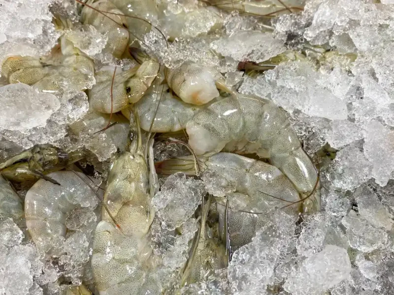 Crevettes en Tunisie : espèces invasives, baisse des prix et rumeurs de pollution, que sait-on vraiment ?