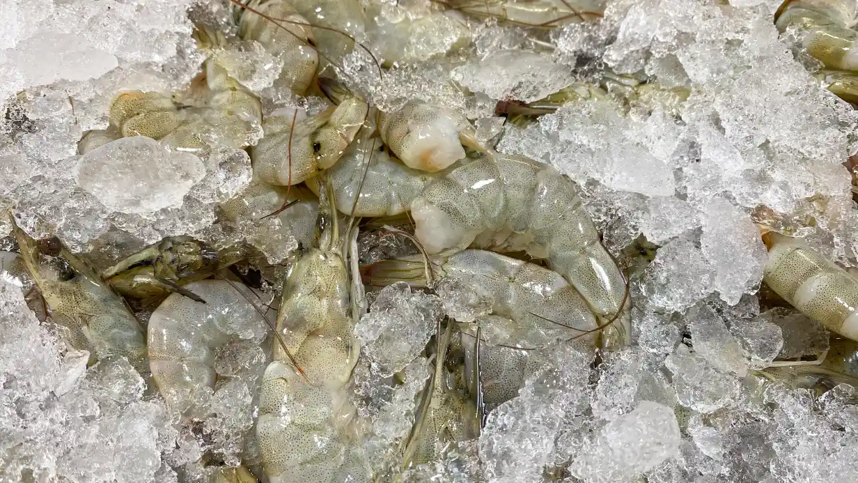 Crevettes en Tunisie : espèces invasives, baisse des prix et rumeurs de pollution, que sait-on vraiment ?